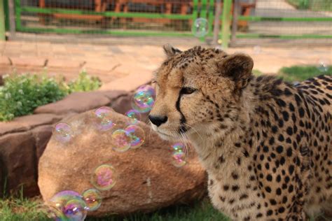 South Africa Zoo Medicine - Loop Abroad - Veterinary Service and Study ...