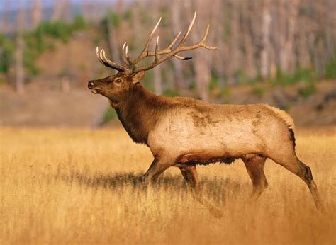 elk animal
