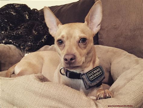 Can a French Bulldog mate with a Chihuahua? – Allfrbulldogs.com