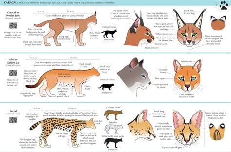 A Guide To Deduction, somuchscience: Guide to Felinae by Joumana...