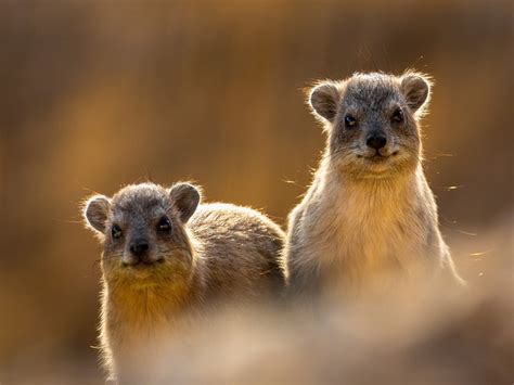 Animal Hyrax Mammal - Free photo on Pixabay