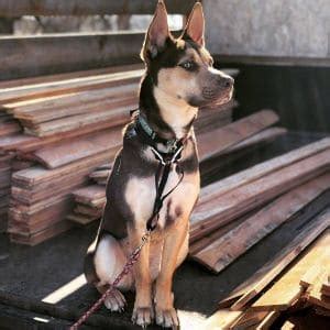 Most Common Basenji Mix Breeds! (2022)