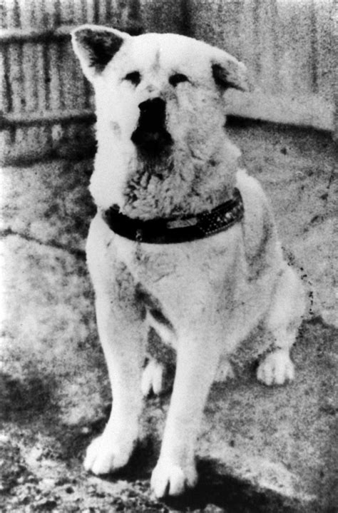 Hachiko A Dog's Story - Hachiko A Dog's Story Photo (14893555) - Fanpop