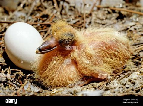 The rock dove, rock pigeon, or common pigeon Stock Photo - Alamy