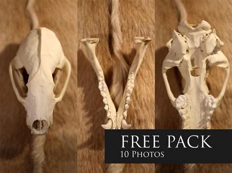 FREE Photo Pack - Badger Skull by LeviaDraconia on DeviantArt