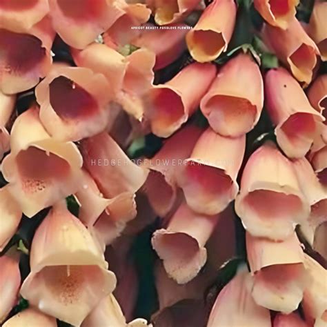 Digitalis Apricot Beauty Seeds | Orange and Peach Foxglove