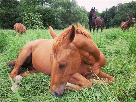 Why Is My Horse Lying Down More Than Usual? - Seriously Equestrian