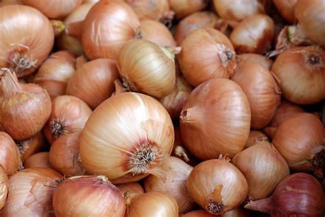 gambar menanam makanan menghasilkan sayur mayur sehat bawang