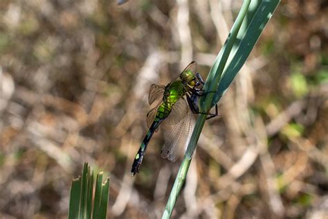 I'd rather they eat the mosquitoes... : r/Dragonflies
