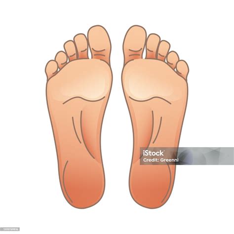 ilustrasi vektor kaki perempuan  lakilaki kaki  telapak kaki