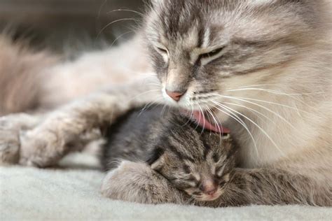 Cat - Socialization, Hunting, Communication | Britannica