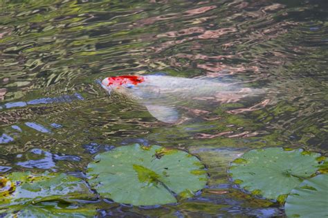 Images Gratuites : eau, blanc, feuille, fleur, étang, nager, réflexion ...