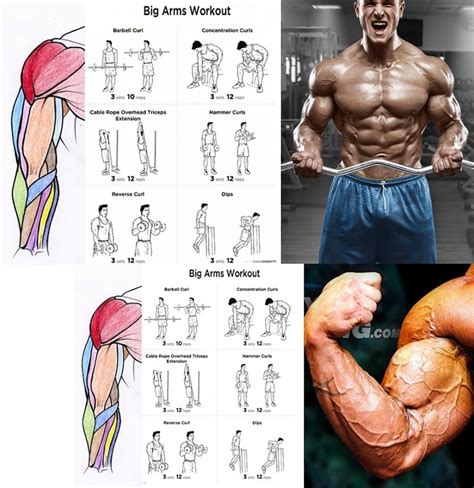 www.bodybuilding110.com: The Ultimate Arms Workout: 4 Weeks With 8 Gain ...