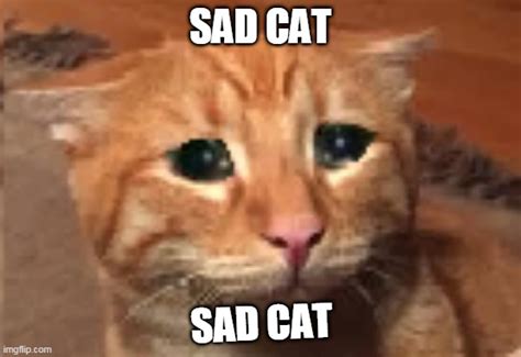 Sad cat meme template - Imgflip