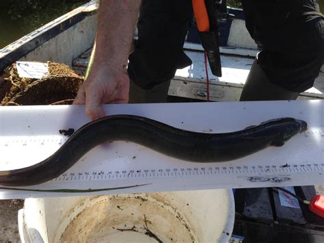 Eel regulations and management | Fishtrack