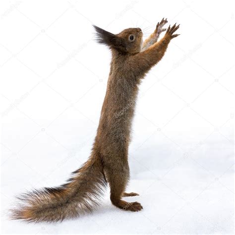 Red squirrel standing on snow — Stock Photo © akfotos #37431069