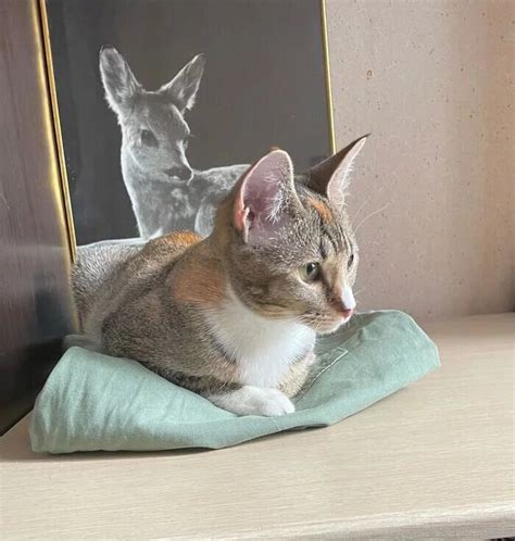 Бездомная кисуля с хрупкими костями, которую подкинули в клинику ...