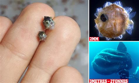 Mola Mola Baby