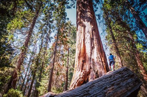 ancient redwood trees  burning  california global possibilities