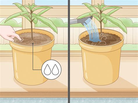 Plant and Grow an Avocado Seed in Soil: A Step-by-Step Guide