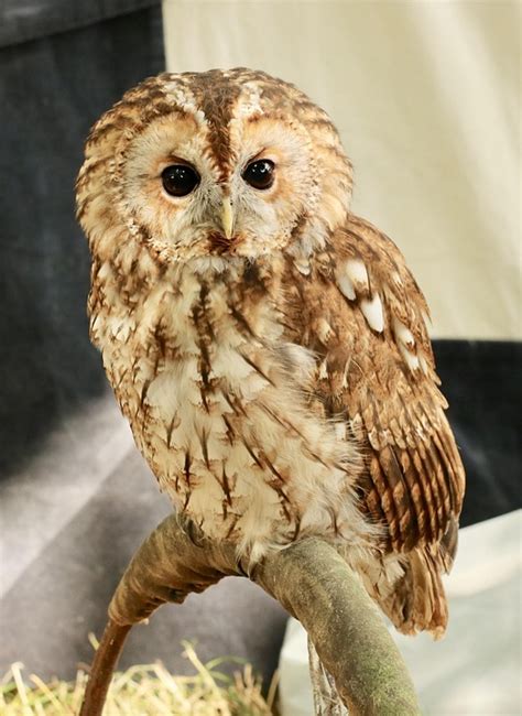 tawny owl bird brown  photo  pixabay pixabay
