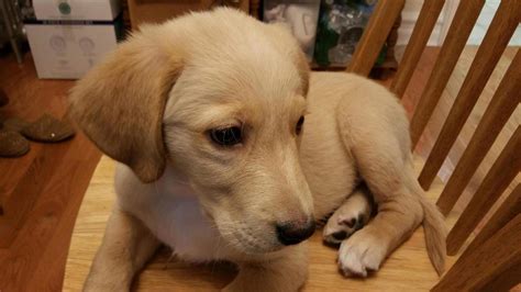 Urgent This Unique Long Hair Labrador Retriever Looks Like A Golden Lab Hurry! - Grand County Asset Hub