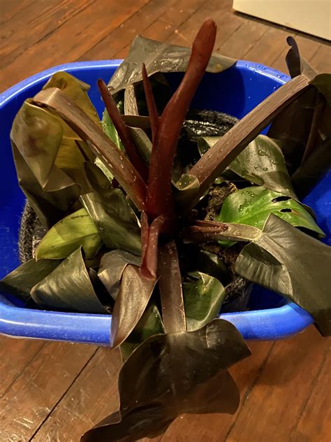 Does someone know the name of this flower? : r/flowers