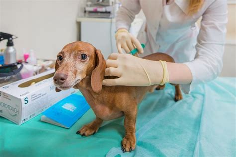 Прививки для кошек и собак цена 💉 Вакцинация кошек, собак и др. животных