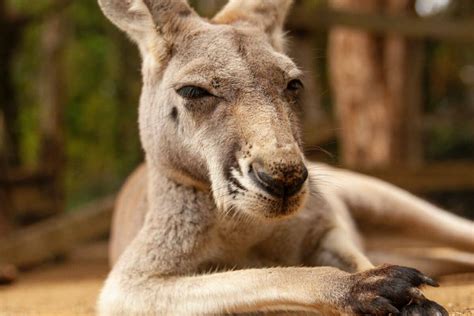 Meet the Biggest Kangaroo Ever Recorded