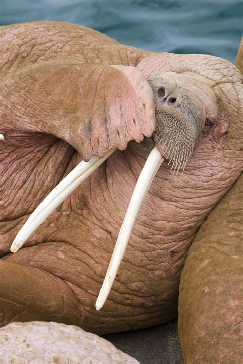 Walrus | Wildlife | Wild Alaska Live