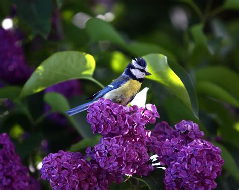 Violet Green Swallow. : birds