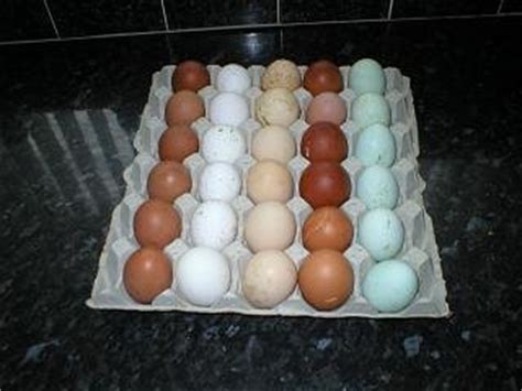 Baby Peacocks---Fertile hatching peacock eggs.,Cameroon price supplier ...