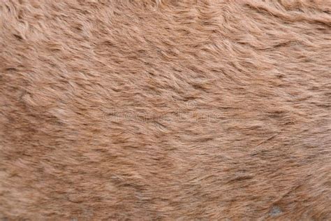 Camel hair stock image. Image of pattern, camel, fashion - 152456057