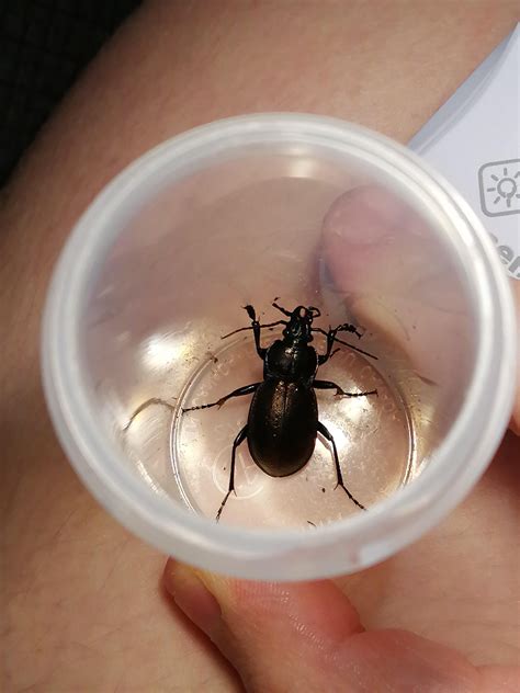 Found a cool new friend today : r/Beetles