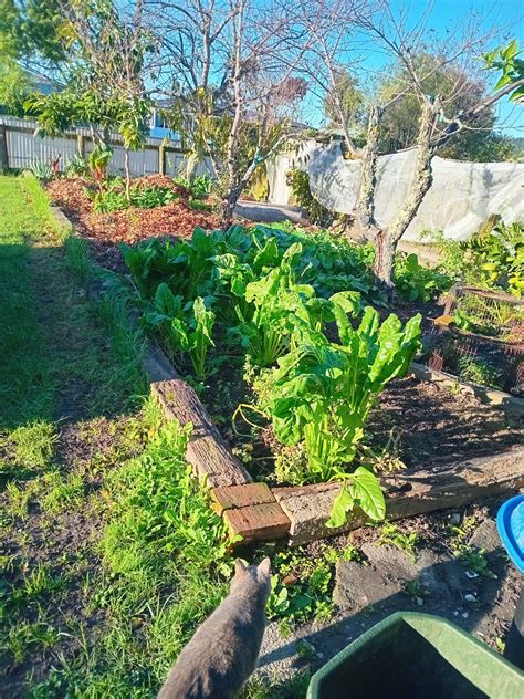 Raylene Murray-Macgregor