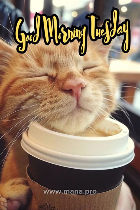 10 Hilarious Happy Tuesday Memes For Work That Will Make Your Day Image 15