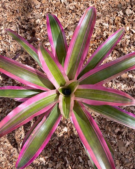 aechmea lueddemanniana mend bromelaids southern africa