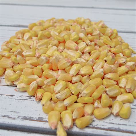 Organic Corn-19