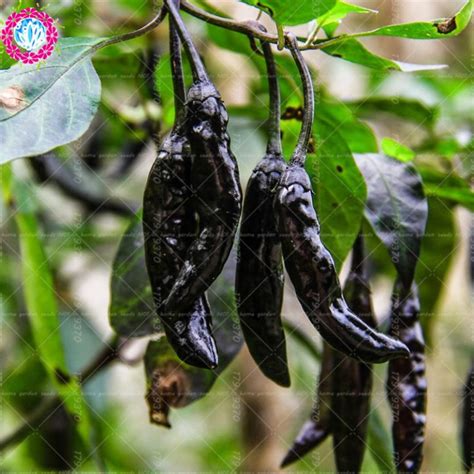 Hot Black Cobra Peppers Seeds ,Chili Seeds, 100pcs/pack – UrbanGardenSeed