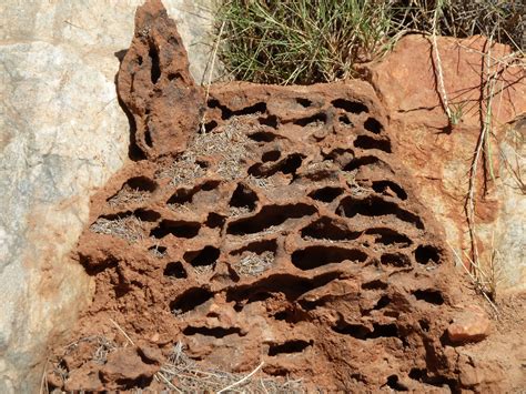 Ant architects how do ants construct their nests – Artofit