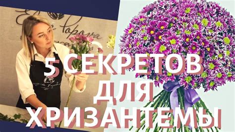 5 секретов обработки срезанных цветов хризантемы. Как сохранить ...