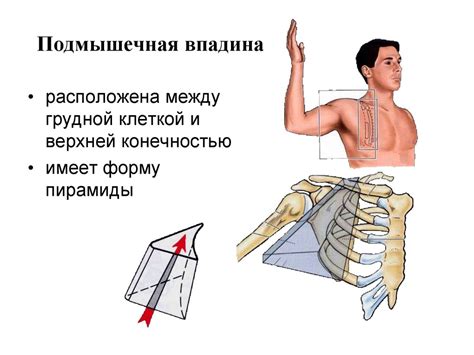 Функциональная анатомия мышц конечностей - презентация онлайн