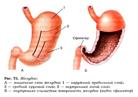 Пищеварение в желутке и двенадцатиперстной кишке. Действие ферментов ...