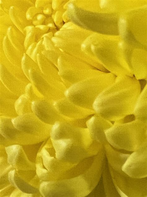 flower shops in stillwater ok 1