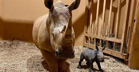 Zoo welcomes white rhinoceros baby on Christmas Eve - CBS News