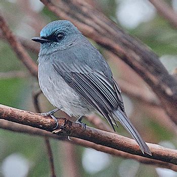birdfinders birdwatching holidays sri lanka