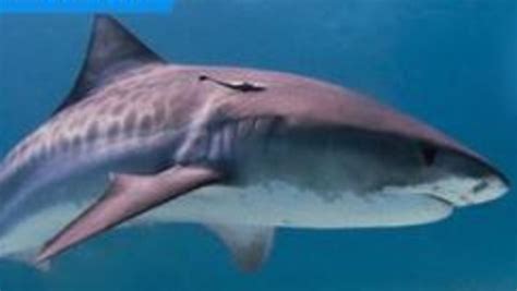 Sharks Qld: Where sharks are being caught off the Queensland coast