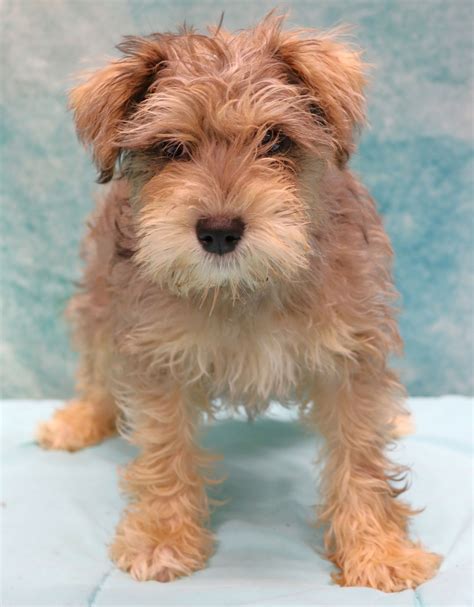 Dog for Adoption - Mercy, a Miniature Schnauzer in Orange County, NC