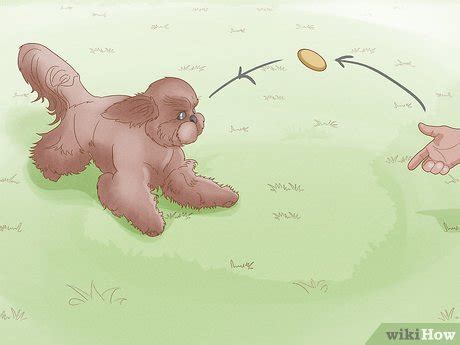 5 Warning Signs Before A Dog Fight Escalates