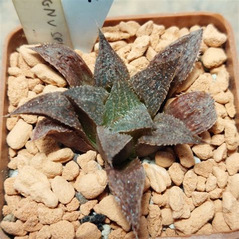 haworthia magnifica vsplendens hybrid  siyanets vik  rokiv